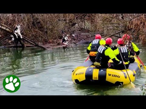 Firefighters rescue huskies trapped on island of fallen trees #Video