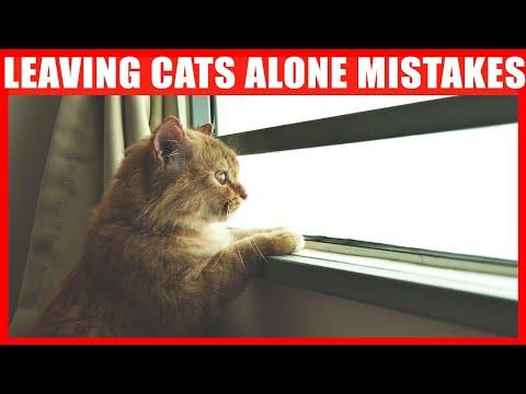 Never Do THIS When You Leave Your Cat ALONE #Video