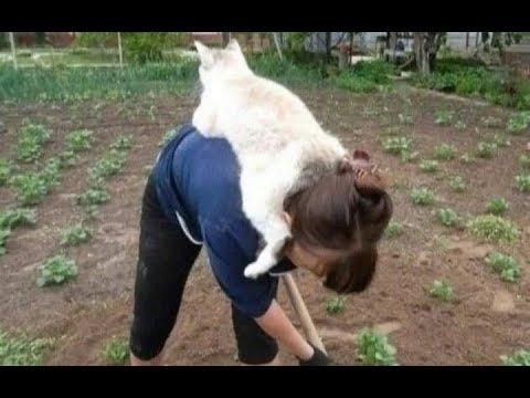 Why does a cat need a person? A compilation of funny cats and kittens for a good mood!  #Video