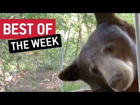Best Of The Week - Anyone Home? | JukinVideo