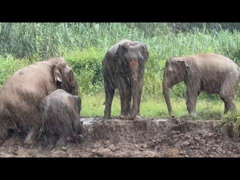 Baby Elephants Pyi Mai and Chaba’s Rainy Day Riverbank Adventure - ElephantNews #Video