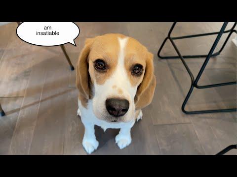 The Begging Experience #Video