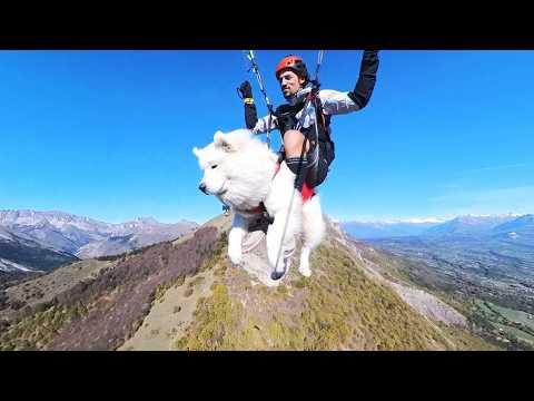 Rescue Dog Takes Flight—Literally! #Video