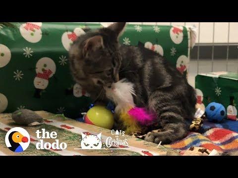 Shelter Kitten Gets All The Christmas Presents | The Dodo
