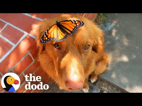 Golden Retriever Spends Hours A Day With His Butterflies #Video