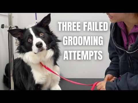 3 Groomers Said No - Here's What Happened Next #Video