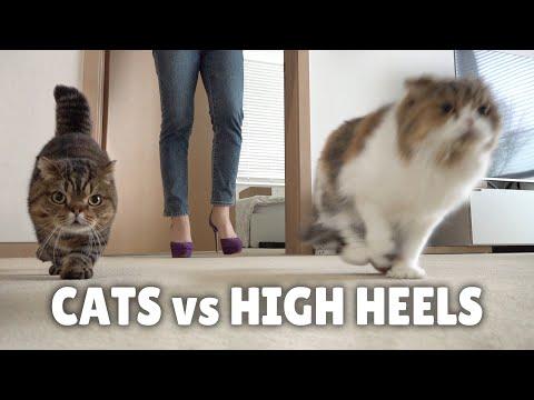 Cats vs High Heels | Kittisaurus #Video
