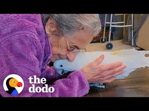 Cockatoo And 102-Year-Old Grandma Become Best Friends #Video