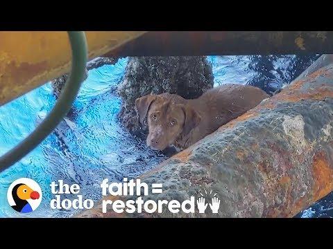 Guy Finds Dog Swimming 135 Miles Offshore and Becomes His Dad | The Dodo Faith = Restored