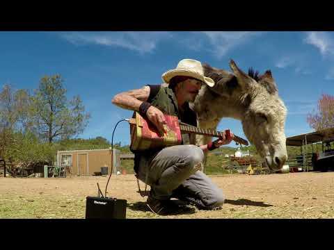 A donkey named Hazel A gas Can guitar and a Turkey shark What more could you ask for ? #Video