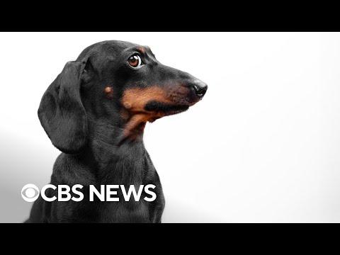 Dogs can learn new words by eavesdropping on people, study finds #Video