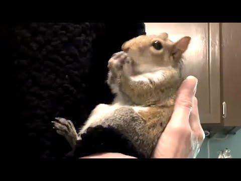 Odd squirrel seems to think he's a dog #Video