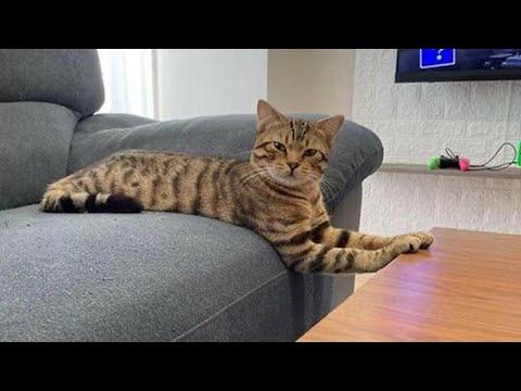 I have the weirdest CAT in the world #Video