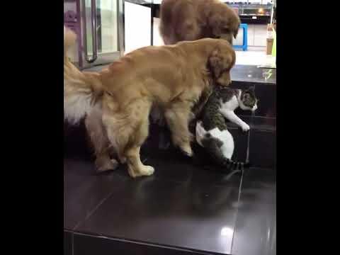 Golden Retriever Drags Cat Out Of A Fight Video