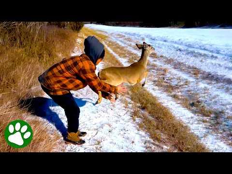 Deer Takes Triumphant Leap to Freedom #Video