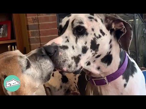 140 Pound Dane Acts Like a Baby Until His Bro Showed Up #Video