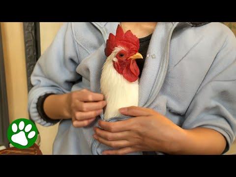 Clingy rooster follows his human everywhere #Video