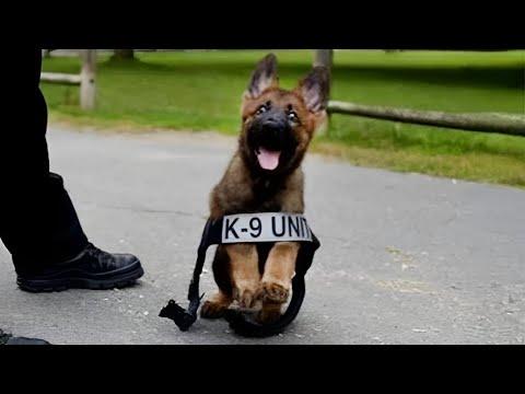 When German Shepherd Puppies Get Goofy and Cute #Video