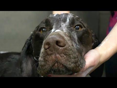Crazy hunting dog gets his first groom | German Shorthaired Pointer #Video