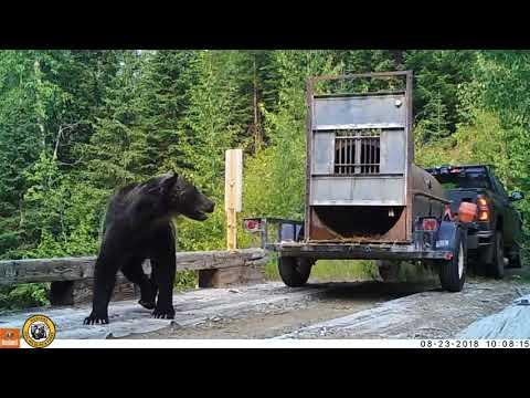 WATCH: 2 captured grizzly bears released in Northwest Montana #Video