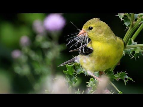 American Goldfinch: Bird In The Spotlight #Video