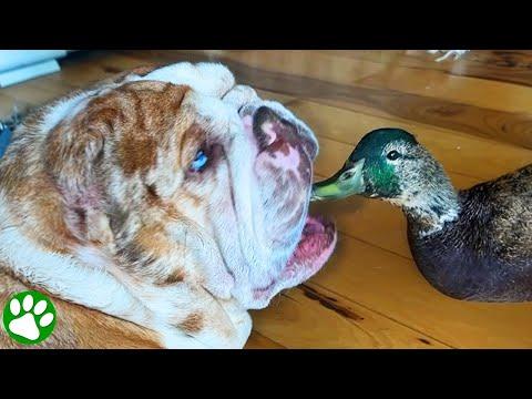 Rescued duck falls in love with family's bulldog #Video