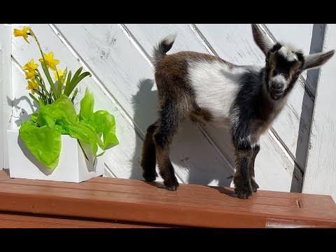 17 Very HOPPY goat kids #Video