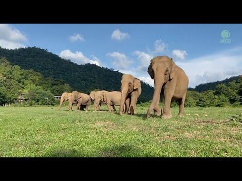Maliwan And Mae Koy Two Elephant Begins Growing Their Own Herd - ElephantNews #Video