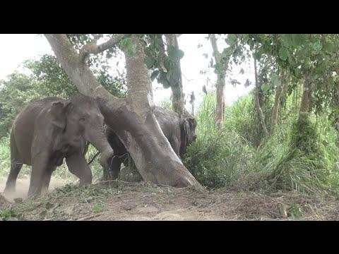 Mother And Nanny Look After Baby Elephant While Swim In The River - ElephantNews #Video