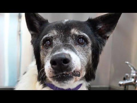 Having a 16 year old dog kinda feels like winning the lottery #Video