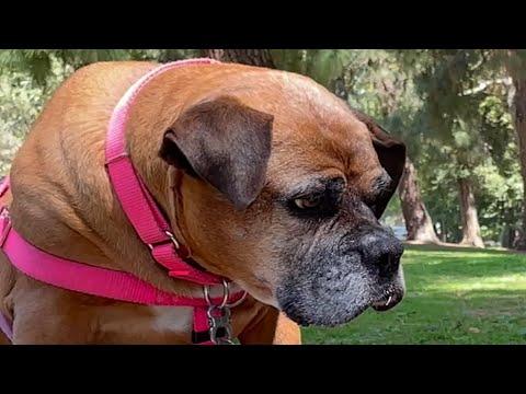 Dog that no one wanted makes a friend #Video