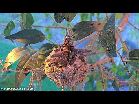 Highlights — A Day in the Life of 17 & 18 Day Old Hummingbird Chicks #Video