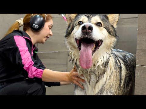 Simon Cowell Would Hit the Golden Buzzer for This Husky #Video