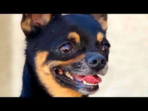 Chihuahua adopts a pig. And treats him like a horse. #Video