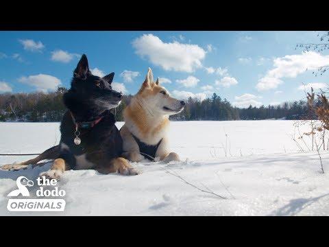 Dog Nobody Wanted Gets The Perfect Adventure Family | The Dodo Destination: Firsts