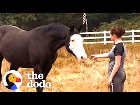 Horse Hates It When His Mom Is On Her Phone #Video