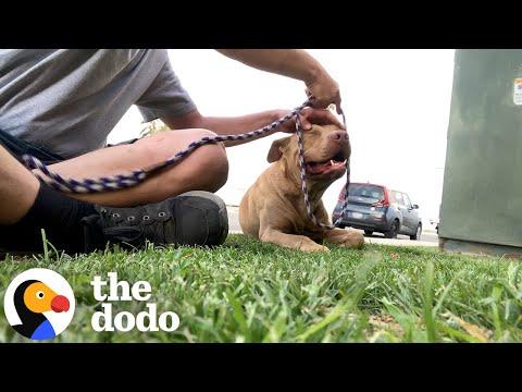 Elusive Stray Pittie’s Weeks-Long Escape Ends In A Heartwarming Rescue #Video