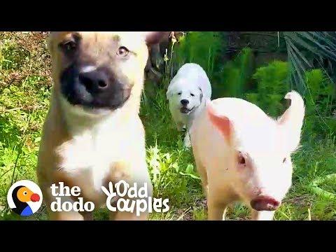 This Piglet-Puppy Family's Daily Routine Is Too Perfect To Be True | The Dodo Odd Couples