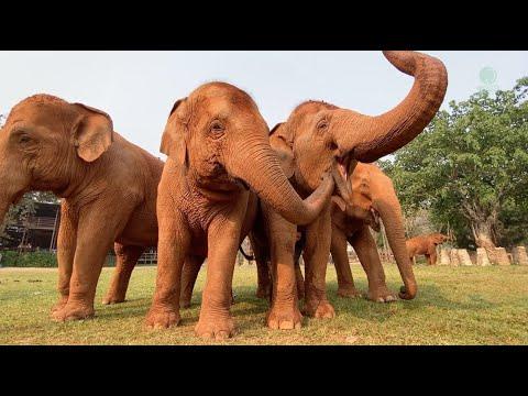 Fascinating To Observe Elephant's Body Language While Listening To Their Adore Voice - ElephantNews 