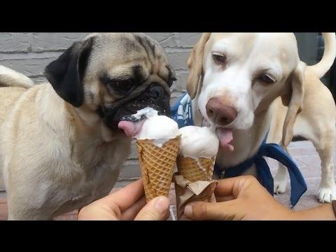 Pug Eating Food With His Best Friend