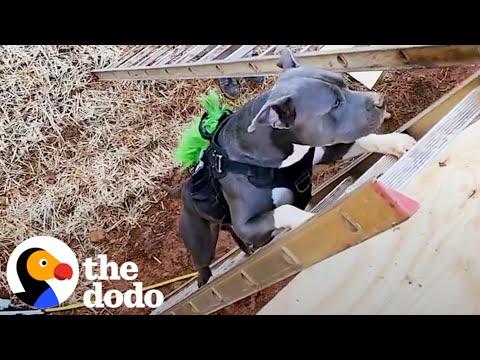 Pittie Climbs Ladders To Get To His Dad