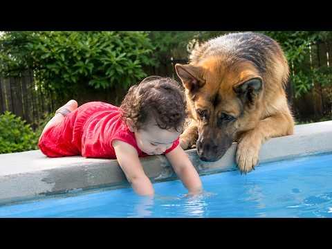 When A Dog Truly Cares | Cute Dog Videos Video#