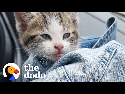 Sisters Rescue A Kitten At The Indy 500 #Video