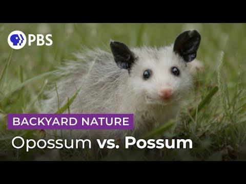 Mythbusting Opossum Facts Video | Backyard Nature