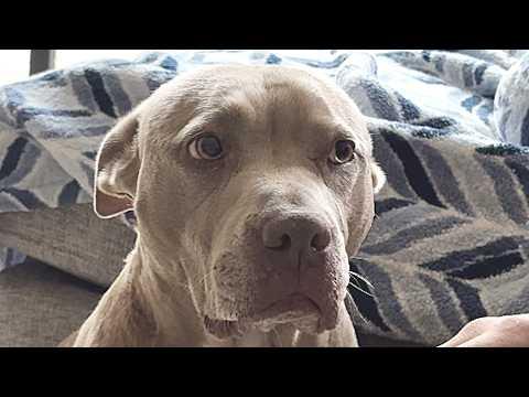 Dumped dog is so polite in new home #Video