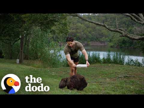 Guy Chases Down Wild Wombats To Save Their Lives  #Video
