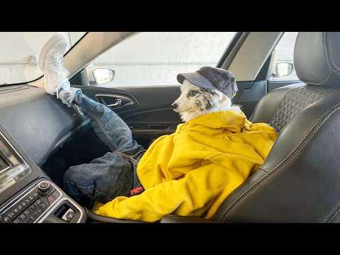 He Was Trying To Blend In | YOUR Daily Dose of Pets #Video