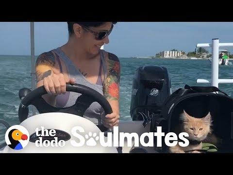 Couple Gives Their Cat A Life That People Dream Of  | The Dodo Soulmates
