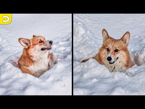 Corgis Aren’t Made For Snow | OUR Daily Dose of Pets #Video