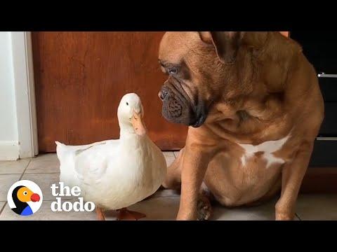 The Happiest, Cuddliest Duck Ever Is Obsessed With A Giant Dog #video